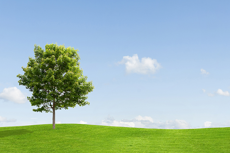 Großer, grüner Baum auf einer grünen, hügeligen Wiese bei strahlen blauem Himmel